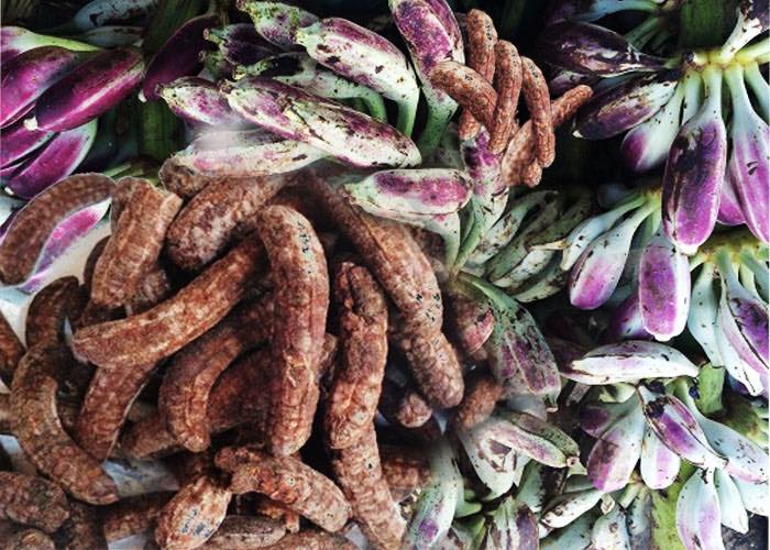 chuối hột rừng